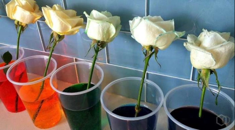 Are there blue roses?