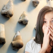 As in the Danish Museum world appeared only a collection of ancient noses