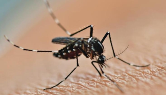 As the mosquito bites, and why a mosquito bite itches As the mosquito bites, and why a mosquito bite itches