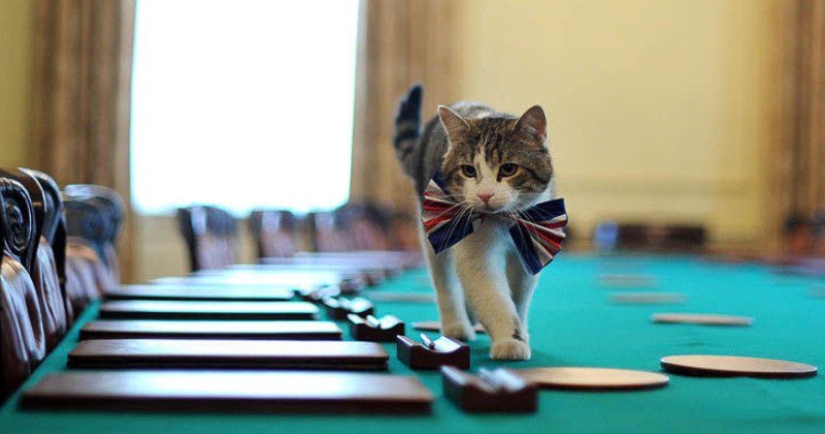 Asistentes con bigote que no se confundan por el hecho de tener patas