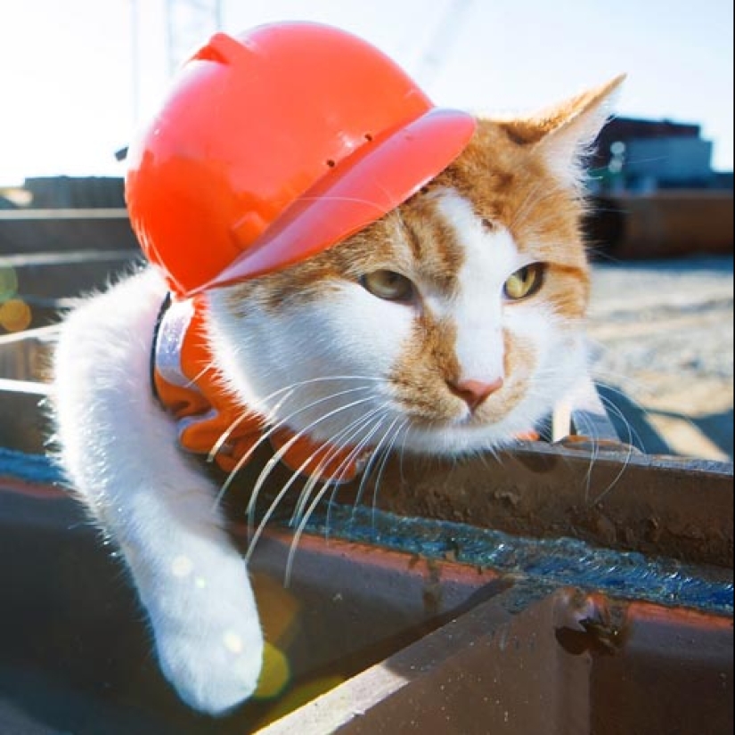 Asistentes con bigote que no se confundan por el hecho de tener patas