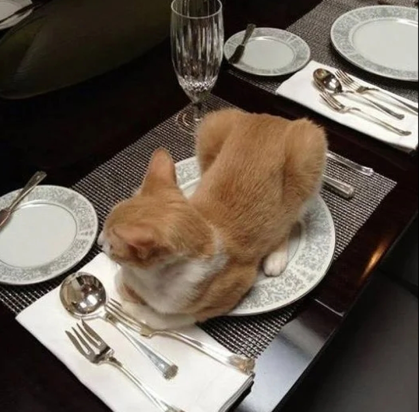 Asistentes con bigote que no se confundan por el hecho de tener patas