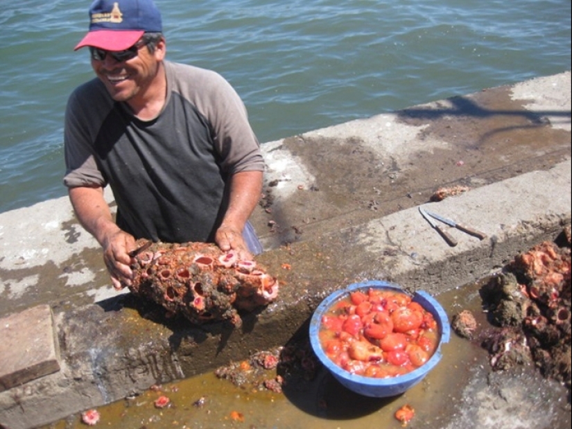 At the fish markets of Chile, you can buy a delicacy — live stones At the fish markets of Chile, you can buy a delicacy — live stones