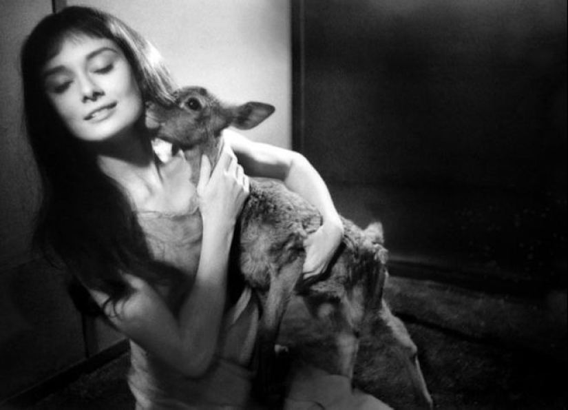 Audrey Hepburn and her fawn named Pippin Audrey Hepburn and her fawn named Pippin