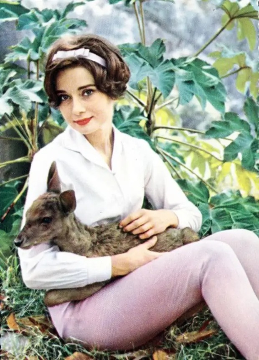 Audrey Hepburn and her fawn named Pippin Audrey Hepburn and her fawn named Pippin