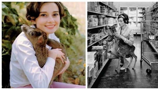 Audrey Hepburn and her fawn named Pippin Audrey Hepburn and her fawn named Pippin