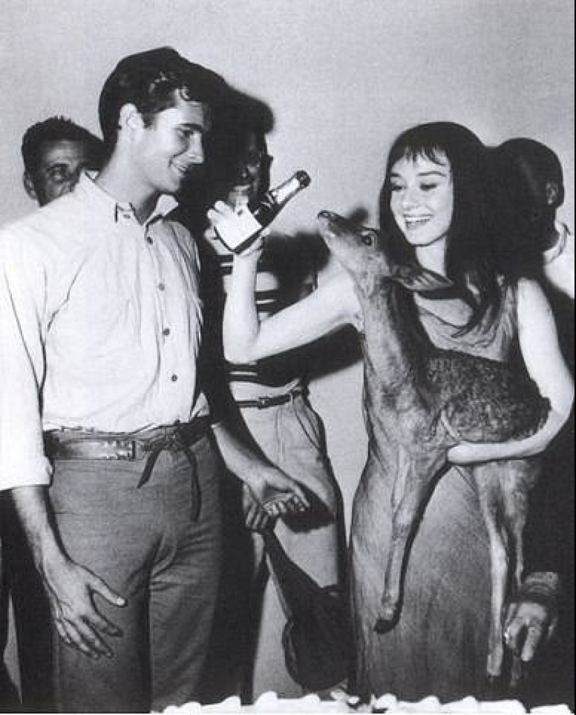 Audrey Hepburn and her fawn named Pippin Audrey Hepburn and her fawn named Pippin