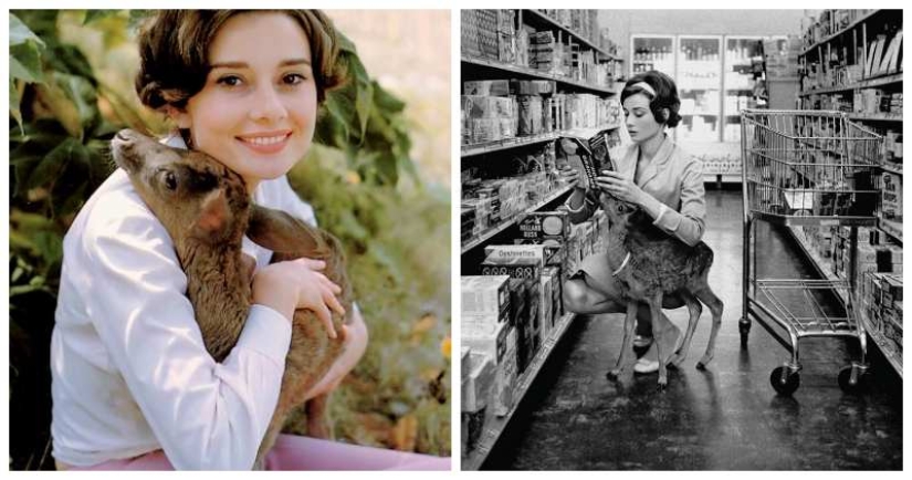Audrey Hepburn y su cervatillo llamado Pippin Audrey Hepburn y su cervatillo llamado Pippin