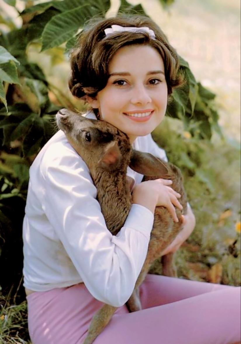 Audrey Hepburn y su cervatillo llamado Pippin Audrey Hepburn y su cervatillo llamado Pippin