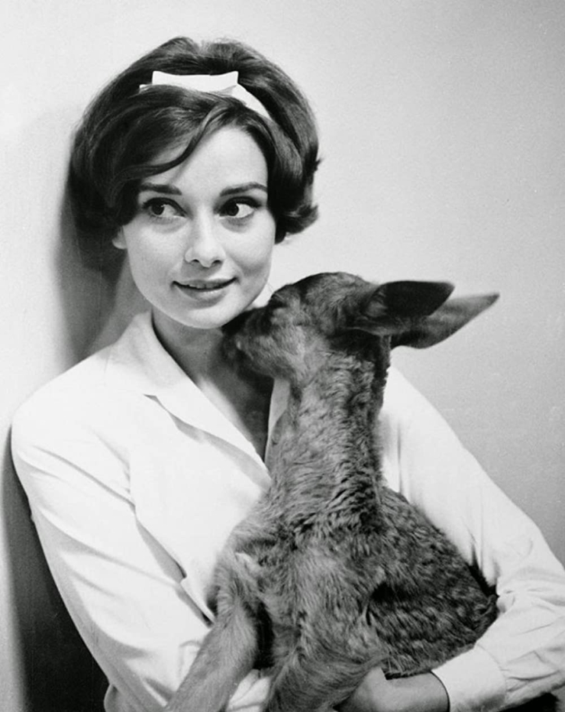 Audrey Hepburn y su cervatillo llamado Pippin Audrey Hepburn y su cervatillo llamado Pippin