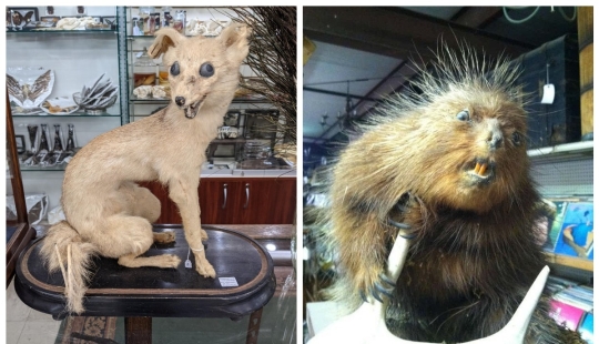Bad taxidermy - as a separate art form Bad taxidermy - as a separate art form