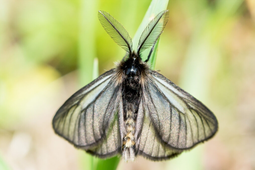 Bagworm caterpillar: a small miracle in a case Bagworm caterpillar: a small miracle in a case