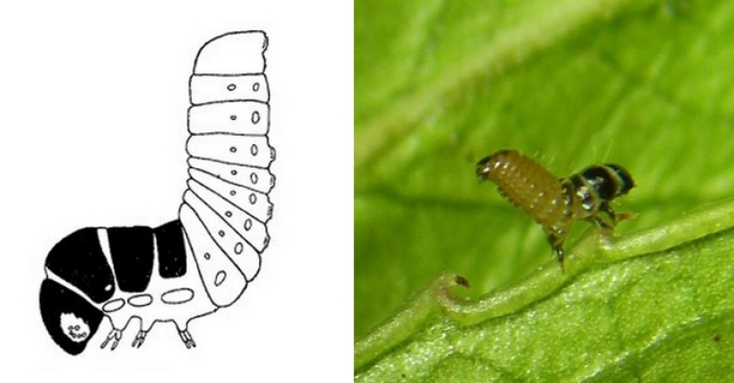 Bagworm caterpillar: a small miracle in a case Bagworm caterpillar: a small miracle in a case