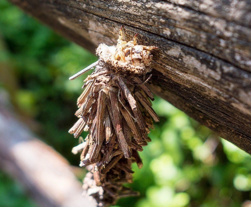 Bagworm caterpillar: a small miracle in a case Bagworm caterpillar: a small miracle in a case