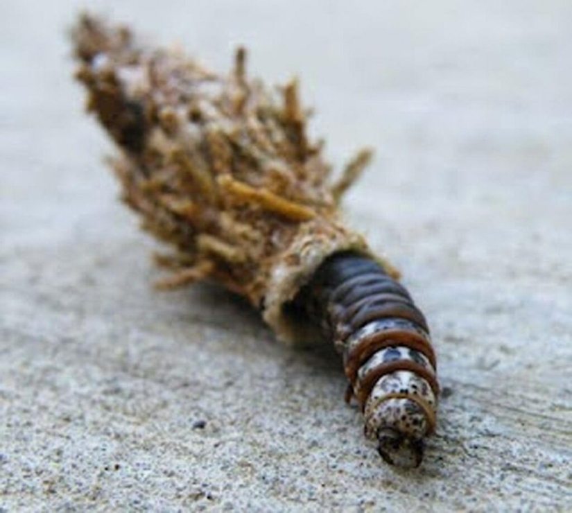 Bagworm caterpillar: a small miracle in a case Bagworm caterpillar: a small miracle in a case