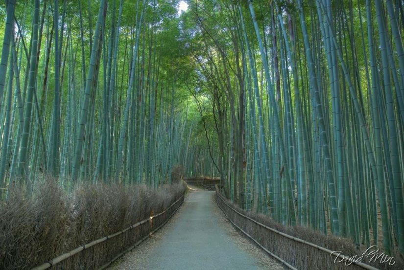 Bamboo corridor at the foot of the mountain in Kyoto