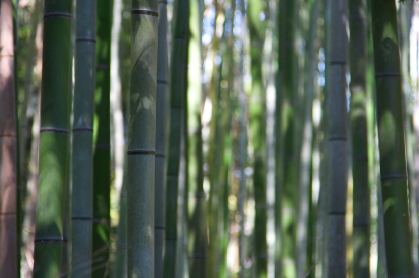 Bamboo corridor at the foot of the mountain in Kyoto