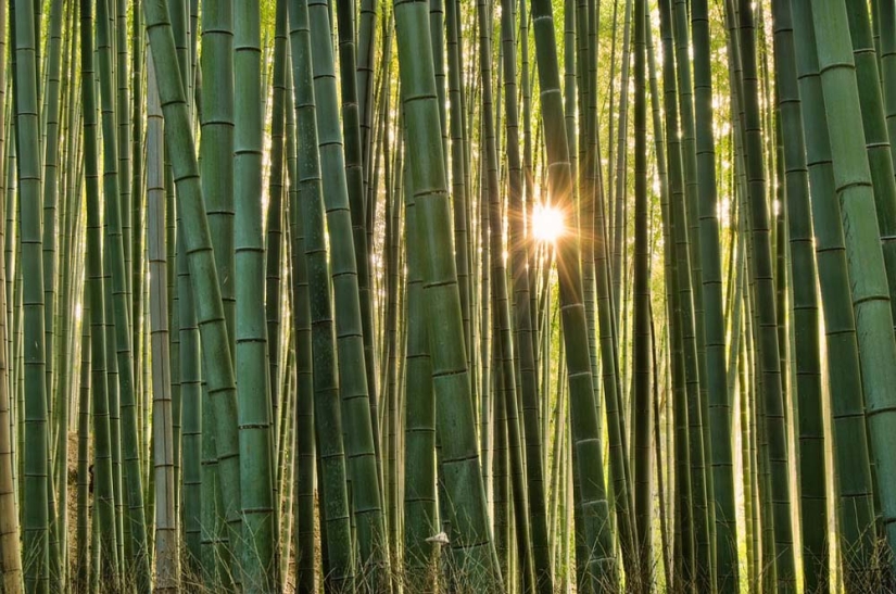 Bamboo corridor at the foot of the mountain in Kyoto