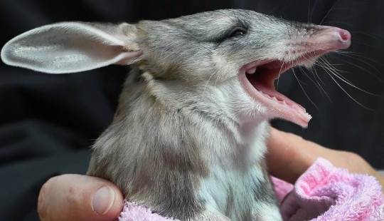 Bandicoots are cute Australian animals with a difficult fate Bandicoots are cute Australian animals with a difficult fate