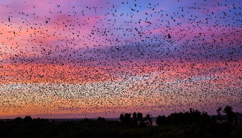 Bat migration
