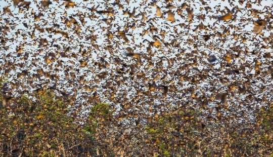 Bat migration Bat migration