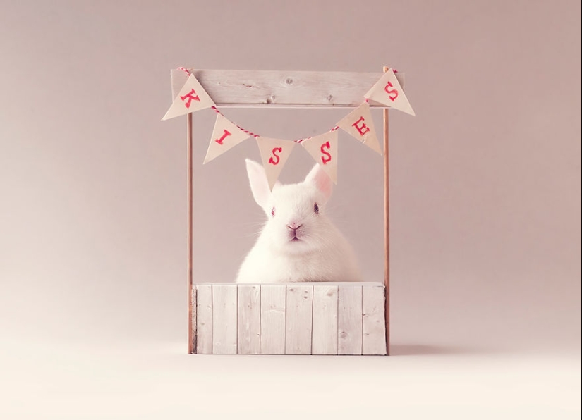 Be careful, the mimimeter gap: a photo shoot of a newborn rabbit