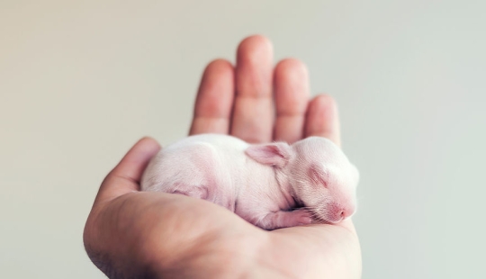 Be careful, the mimimeter gap: a photo shoot of a newborn rabbit Be careful, the mimimeter gap: a photo shoot of a newborn rabbit
