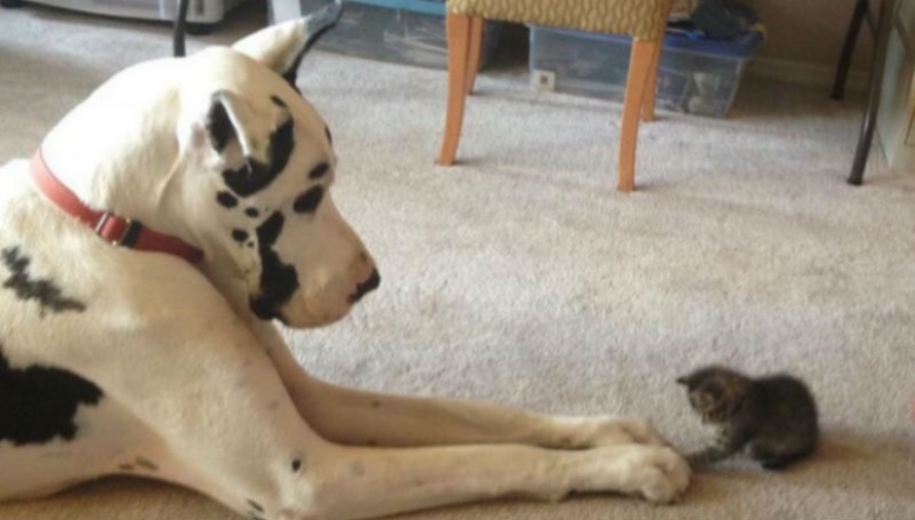 Be friends like a cat with a dog Be friends like a cat with a dog