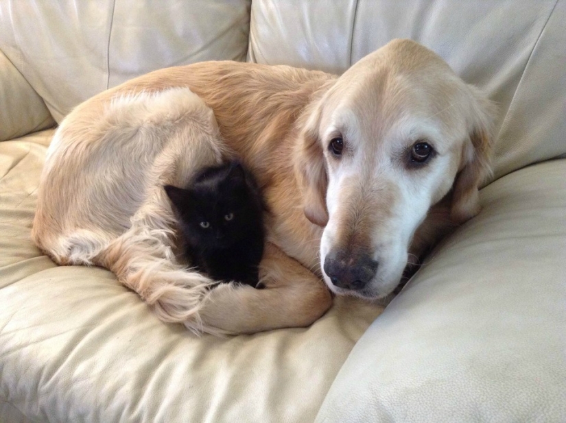 Be friends like a cat with a dog Be friends like a cat with a dog