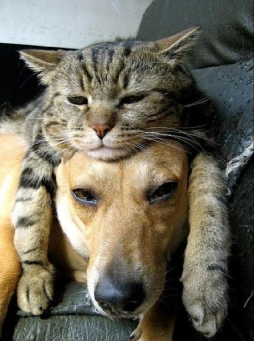Be friends like a cat with a dog Be friends like a cat with a dog