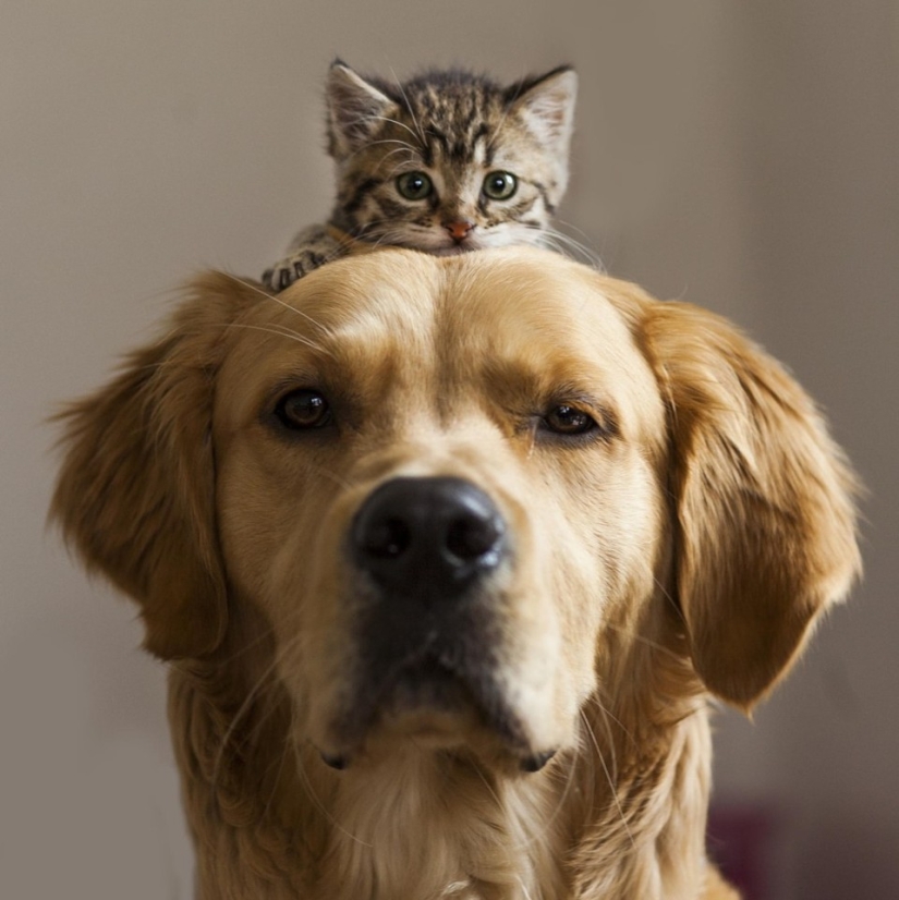 Be friends like a cat with a dog Be friends like a cat with a dog