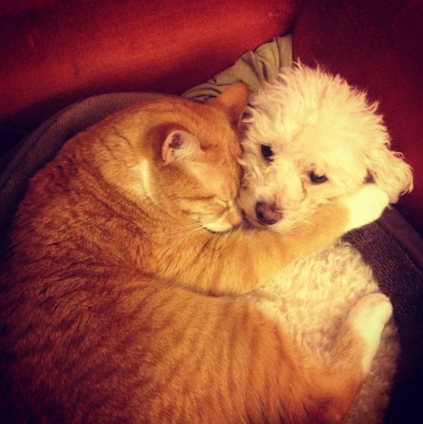 Be friends like a cat with a dog Be friends like a cat with a dog