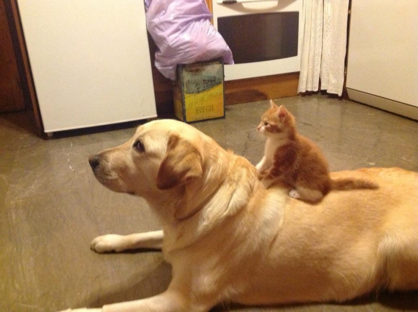 Be friends like a cat with a dog Be friends like a cat with a dog