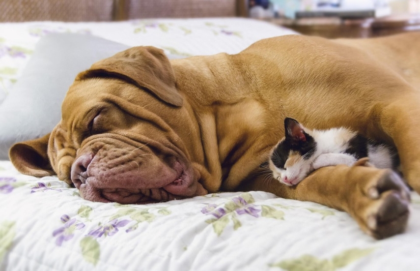 Be friends like a cat with a dog Be friends like a cat with a dog