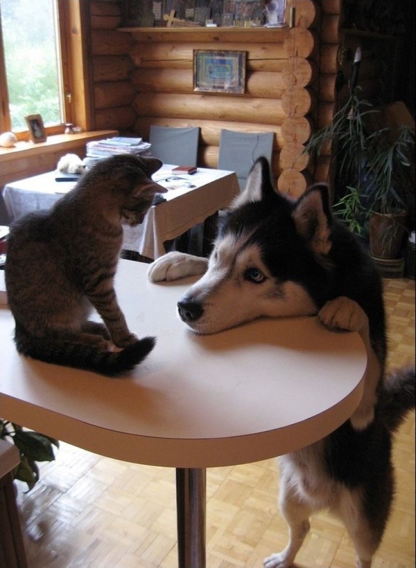 Be friends like a cat with a dog Be friends like a cat with a dog