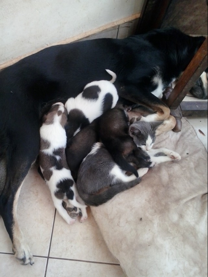 Be friends like a cat with a dog Be friends like a cat with a dog