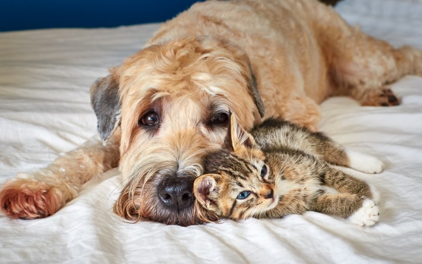 Be friends like a cat with a dog Be friends like a cat with a dog