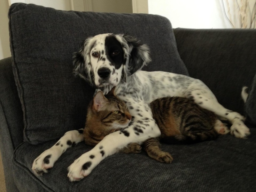 Be friends like a cat with a dog Be friends like a cat with a dog