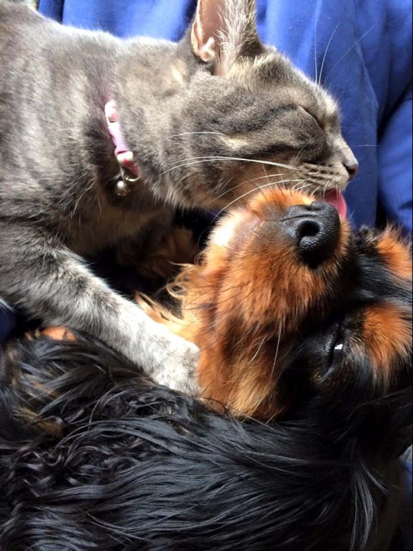 Be friends like a cat with a dog Be friends like a cat with a dog