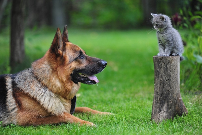 Be friends like a cat with a dog Be friends like a cat with a dog