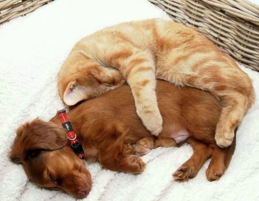 Be friends like a cat with a dog Be friends like a cat with a dog