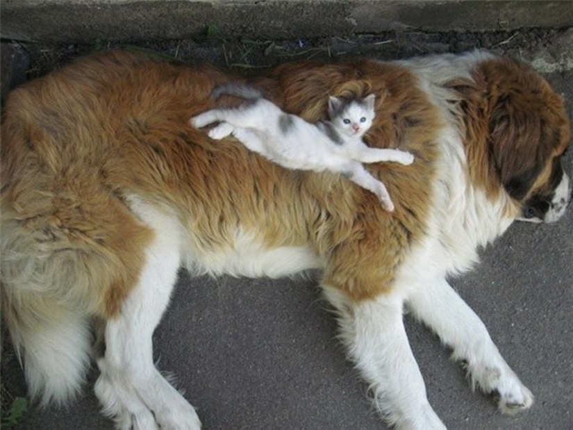 Be friends like a cat with a dog Be friends like a cat with a dog