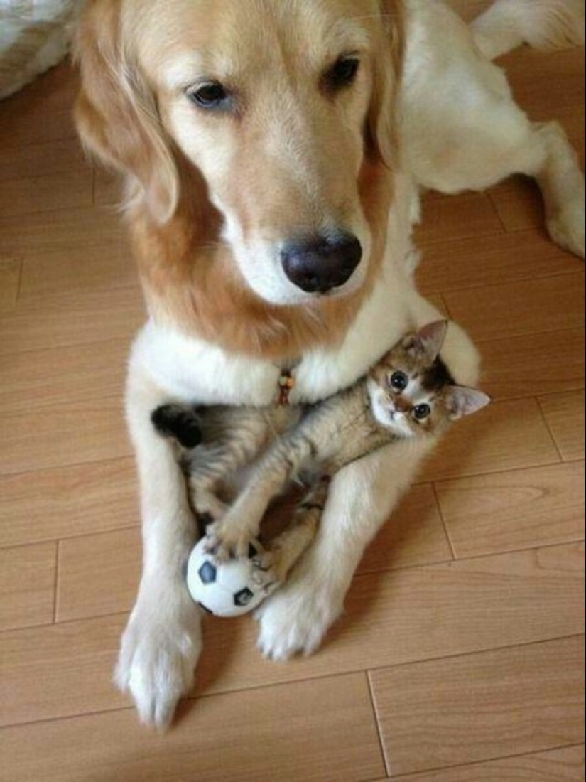 Be friends like a cat with a dog Be friends like a cat with a dog