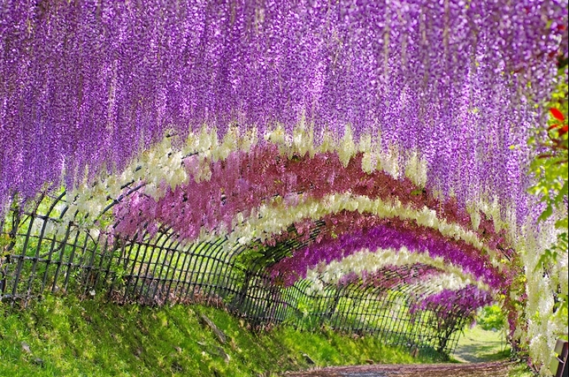 Beautiful as a fairy tale: fascinating wisteria tunnels in Japan