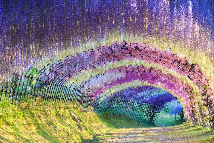 Beautiful as a fairy tale: fascinating wisteria tunnels in Japan