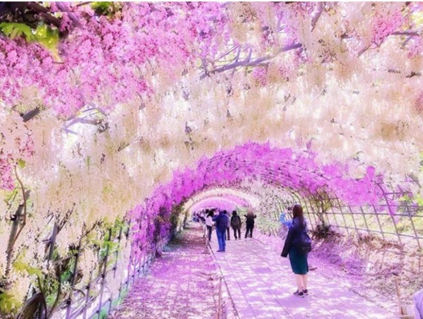 Beautiful as a fairy tale: fascinating wisteria tunnels in Japan