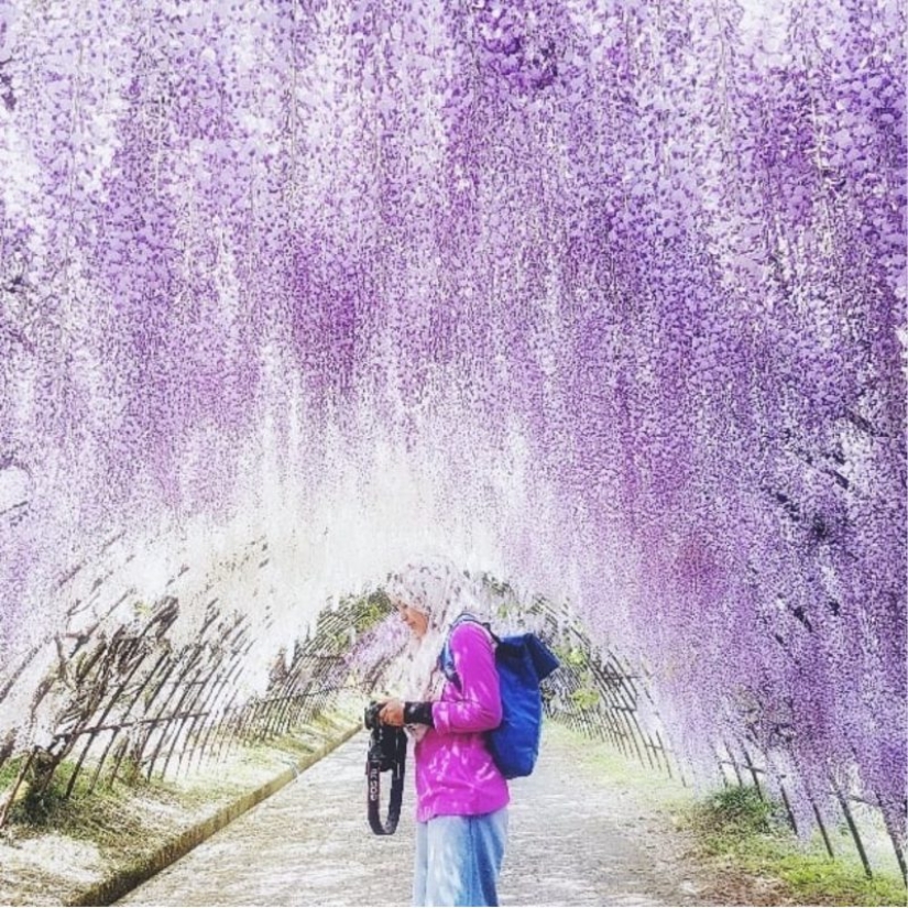 Beautiful as a fairy tale: fascinating wisteria tunnels in Japan