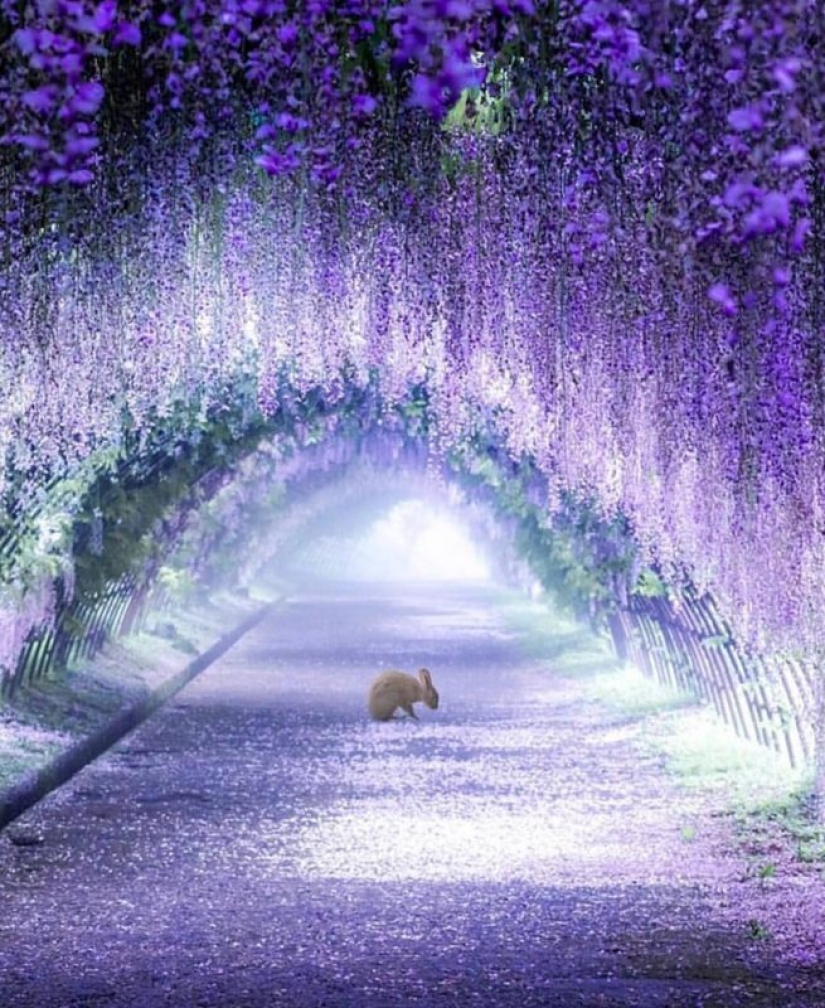 Beautiful as a fairy tale: fascinating wisteria tunnels in Japan