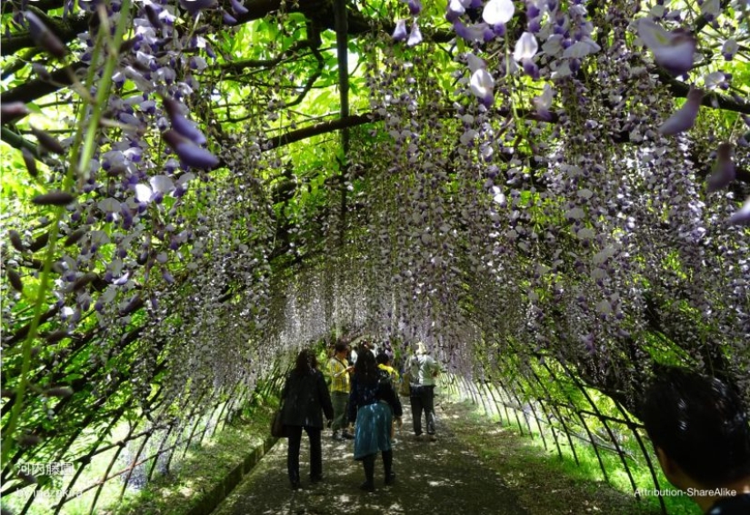 Beautiful as a fairy tale: fascinating wisteria tunnels in Japan