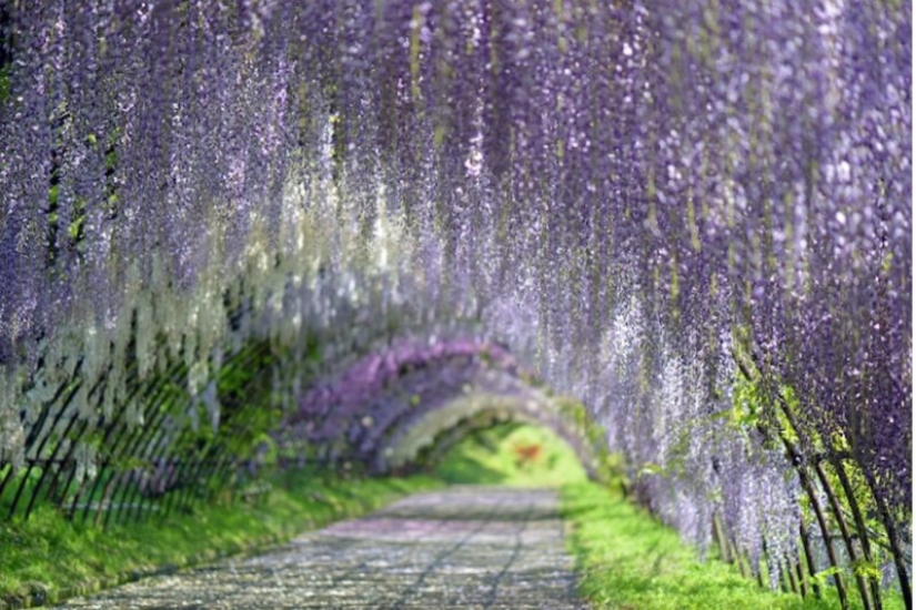 Beautiful as a fairy tale: fascinating wisteria tunnels in Japan